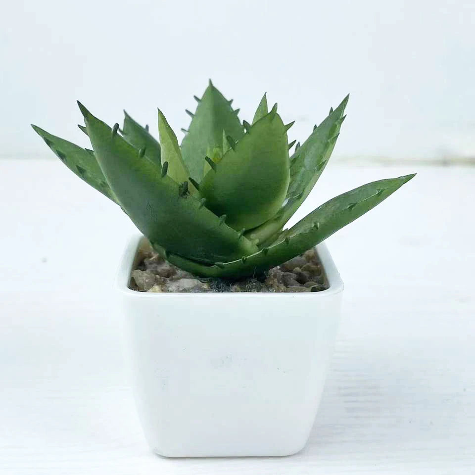 Wholesale of high-quality artificial small succulent Plantss potted Plantss bonsai artificial Plantss Yooly Plants - YLS10040