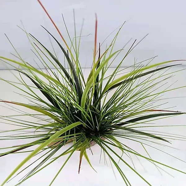 High Simulate Artificial Plants Onion Grass Potted Plastic Artificial Bonsai Green Plant for Garden Decoration Yooly Plants - YLS10004